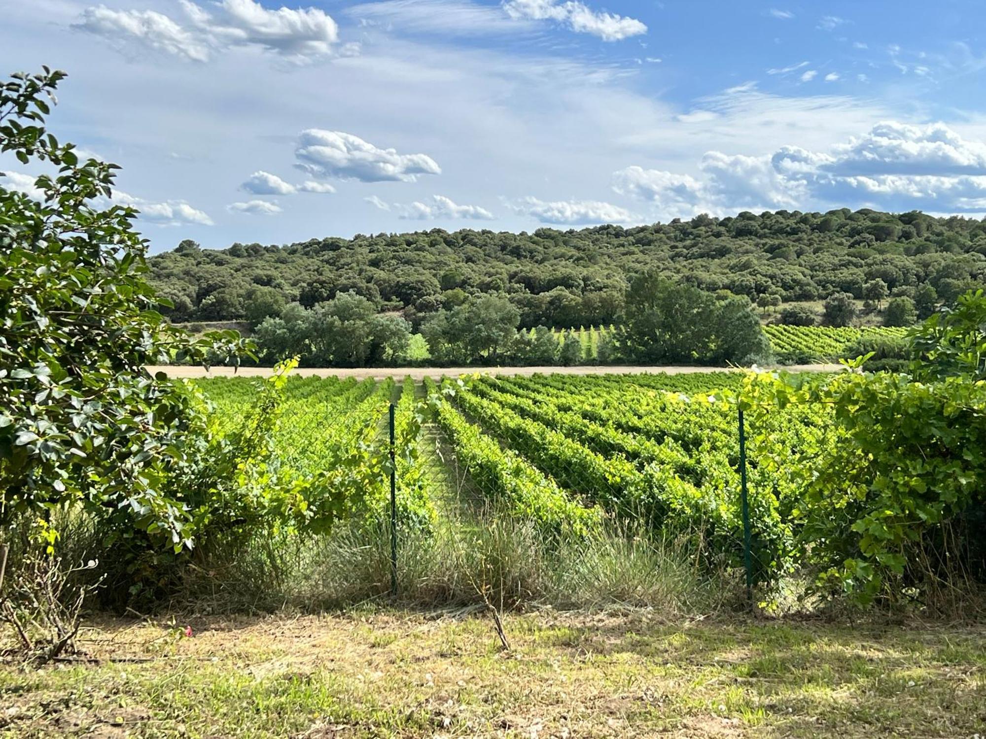 Au Milieu Des Vignes * La Bruguiere